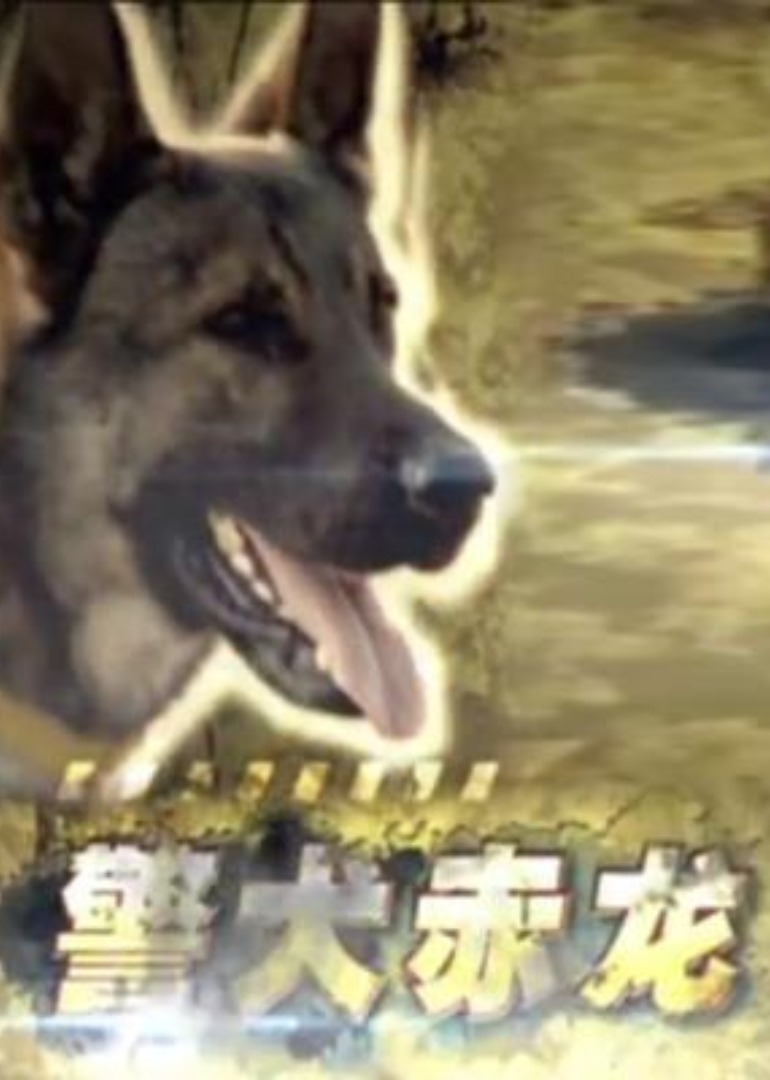 警犬赤龙2012